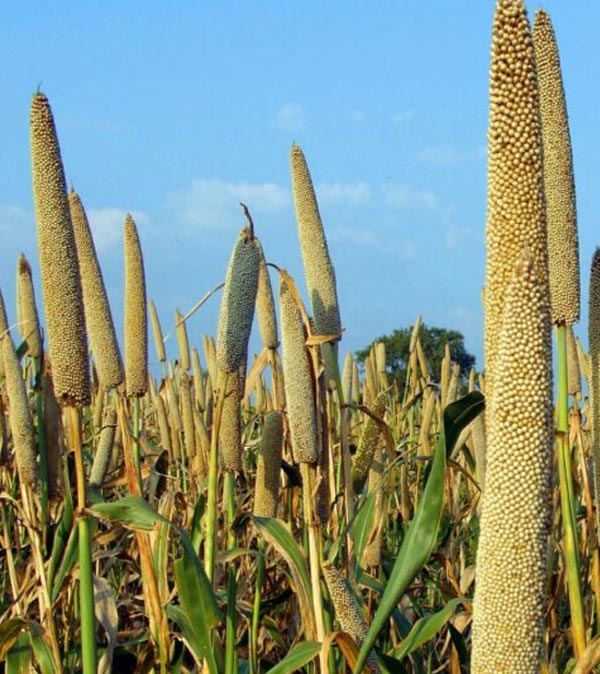 product of dhanlaxmiseeds