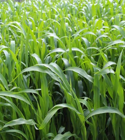 product of dhanlaxmiseeds