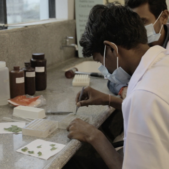 Dhanlaxmiseeds
