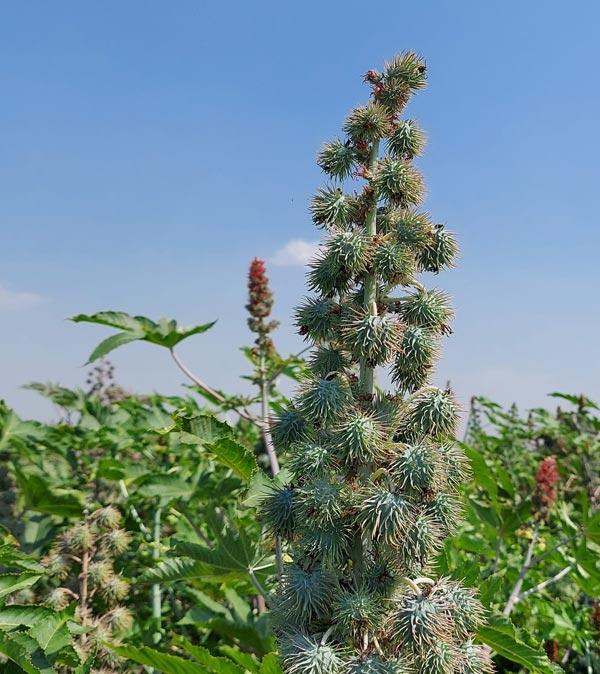 product of dhanlaxmiseeds