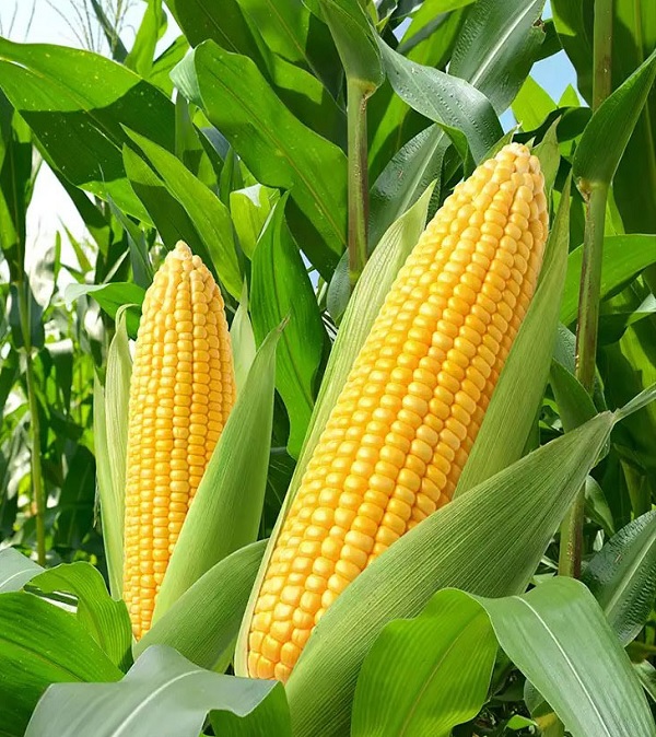 product of dhanlaxmiseeds
