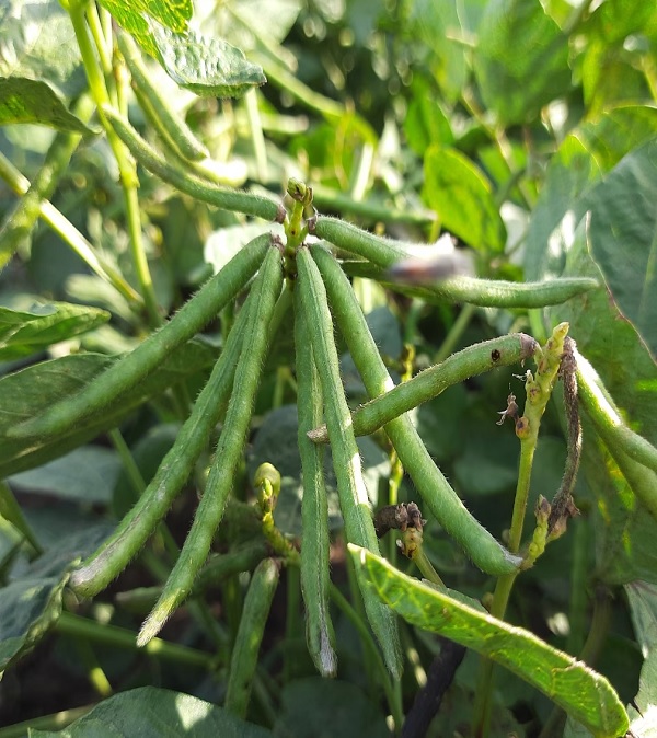product of dhanlaxmiseeds