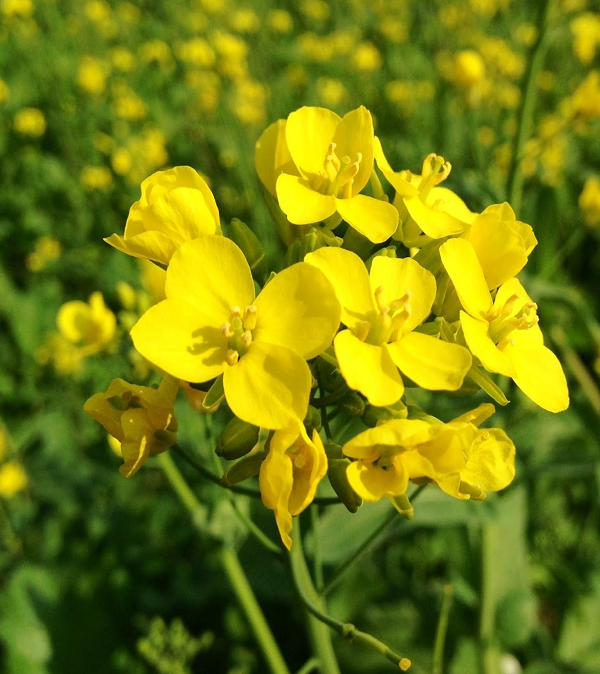 product of dhanlaxmiseeds