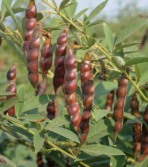 product of dhanlaxmiseeds