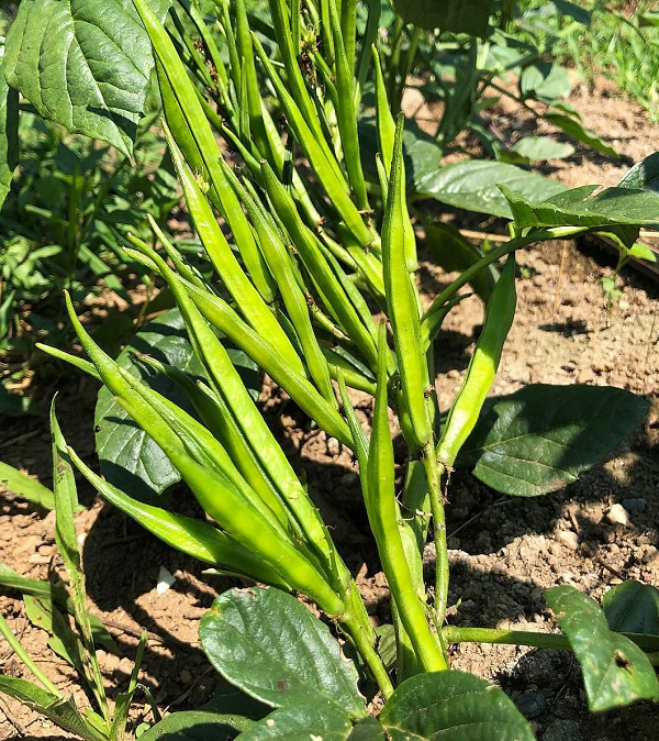 product of dhanlaxmiseeds